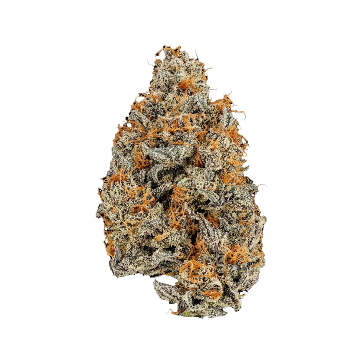 Gelato 41