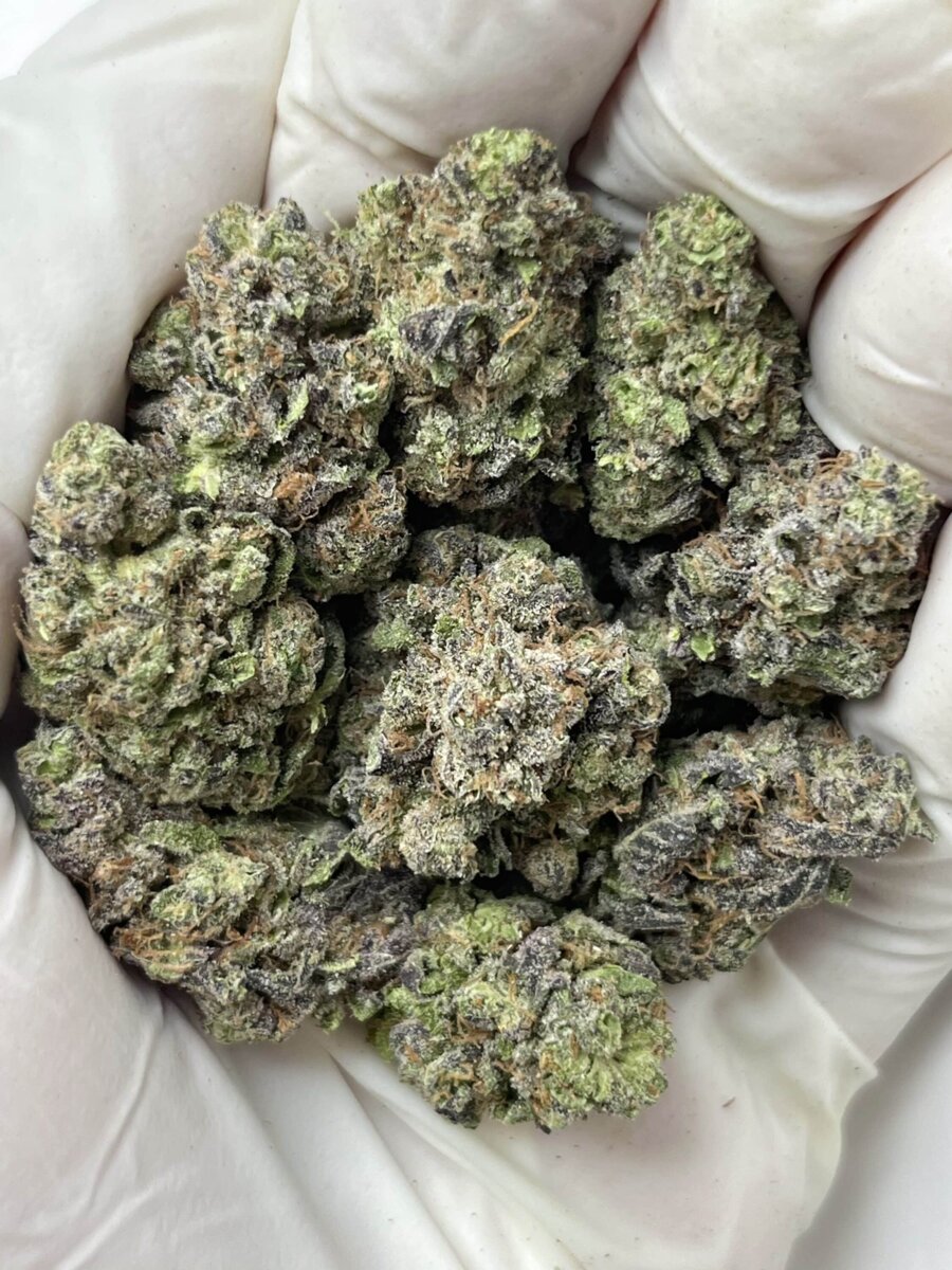 GMO